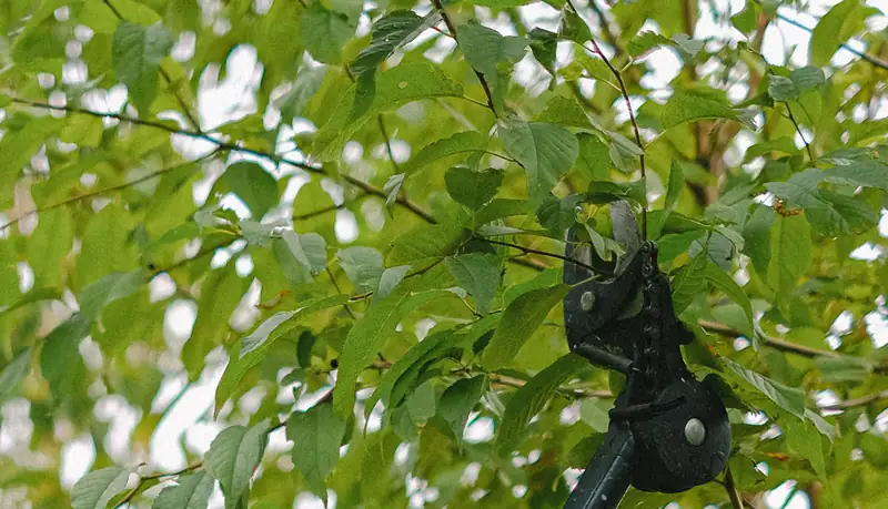 A pole pruner reaching up into a leafy canopy, its cutting head closed around a branch